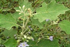 Solanum anguivi